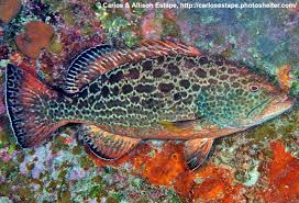 Image result for Mycteroperca venenosa