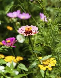 Image result for Zinnia violacea