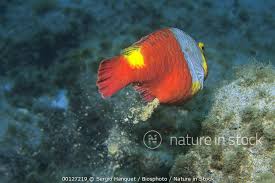 Image result for Sparisoma cretense