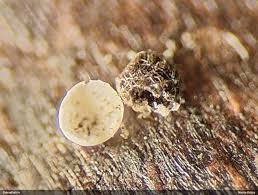 Attēlu rezultāti vaicājumam “Didymium annulisporum macro”