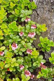 Attēlu rezultāti vaicājumam “Vaccinium vitis-idaea”