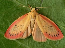 Attēlu rezultāti vaicājumam “Miltochrista miniata”