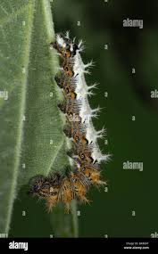 Attēlu rezultāti vaicājumam “Polygonia c-album larva”