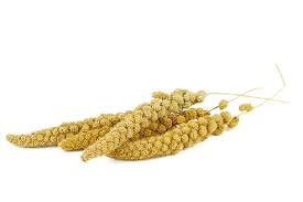 Attēlu rezultāti vaicājumam “Setaria viridis fruit”