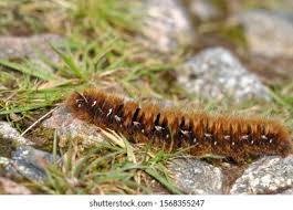 Attēlu rezultāti vaicājumam “Lasiocampa quercus imago”