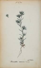 Attēlu rezultāti vaicājumam “Scleranthus annuus flower”