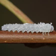 Attēlu rezultāti vaicājumam “Eriocampa ovata larva”