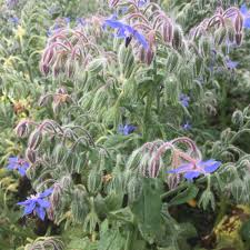 Image result for Borretsch