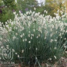 Attēlu rezultāti vaicājumam “Sesleria caerulea”