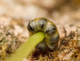 Attēlu rezultāti vaicājumam “Siphoptychium violaceum spores”