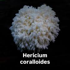 Attēlu rezultāti vaicājumam “Hericium coralloides”