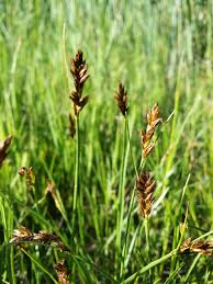 Attēlu rezultāti vaicājumam “Blysmus compressus”