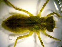 Attēlu rezultāti vaicājumam “Lycogala convexum macro”