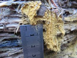 Attēlu rezultāti vaicājumam “Didymium clavus”