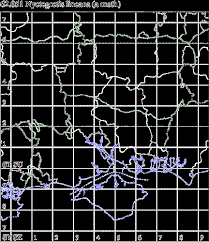 Attēlu rezultāti vaicājumam “Nyctegretis lineana”