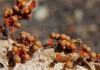 Attēlu rezultāti vaicājumam “Physarum psittacinum”