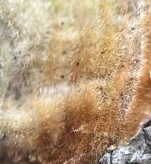 Attēlu rezultāti vaicājumam “Stereum fasciatum”