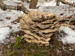 Attēlu rezultāti vaicājumam “Bjerkandera fumosa”