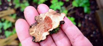 Attēlu rezultāti vaicājumam “Stereum rugosum”