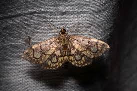 Attēlu rezultāti vaicājumam “Anania stachydalis”