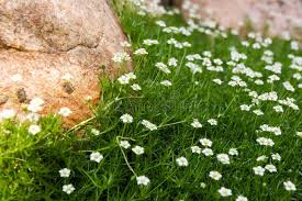 Attēlu rezultāti vaicājumam “Sagina nodosa flower”