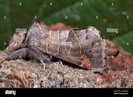 Attēlu rezultāti vaicājumam “Clostera pigra”