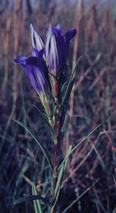 Attēlu rezultāti vaicājumam “Gentiana pneumonanthe leaf”