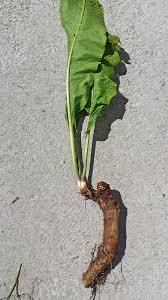 Attēlu rezultāti vaicājumam “Armoracia rusticana leaf”