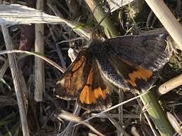 Attēlu rezultāti vaicājumam “Boudinotiana notha”