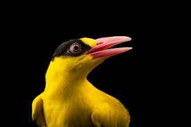 Attēlu rezultāti vaicājumam “Oriolus oriolus male”