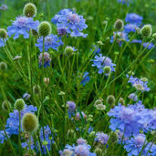 Image result for Scabiosa canescens