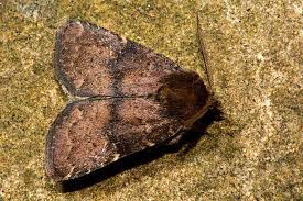 Attēlu rezultāti vaicājumam “Rusina ferruginea female”