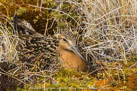 Attēlu rezultāti vaicājumam “Limosa lapponica adult”