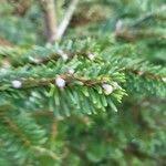 Attēlu rezultāti vaicājumam “Abies mariesii”