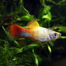 Image result for Platycephalus richardsoni