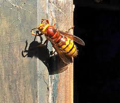 Attēlu rezultāti vaicājumam “Vespa crabro”