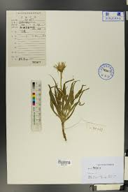 Attēlu rezultāti vaicājumam “Tragopogon heterospermus”