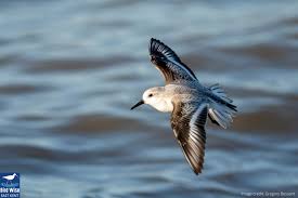 Attēlu rezultāti vaicājumam “Calidris”