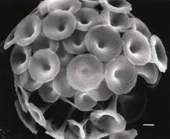 Attēlu rezultāti vaicājumam “Tubifera montana macro”
