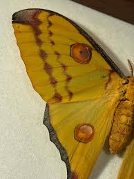 Attēlu rezultāti vaicājumam “Badhamia bethelii”