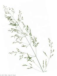 Attēlu rezultāti vaicājumam “Poa palustris leaf”