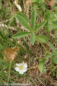 Attēlu rezultāti vaicājumam “Potentilla alba”