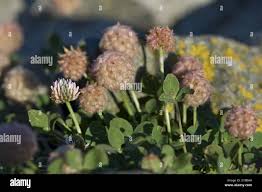 Attēlu rezultāti vaicājumam “Trifolium fragiferum flower”