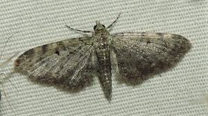 Attēlu rezultāti vaicājumam “Eupithecia sinuosaria”