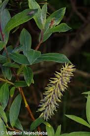 Attēlu rezultāti vaicājumam “Salix lapponum”