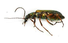 Attēlu rezultāti vaicājumam “Chrysanthia geniculata”