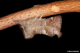 Attēlu rezultāti vaicājumam “Clostera pigra”