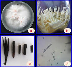 Attēlu rezultāti vaicājumam “Xylaria”