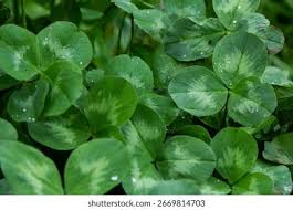 Attēlu rezultāti vaicājumam “Trifolium pratense leaf”