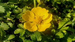 Attēlu rezultāti vaicājumam “Potentilla reptans flower”